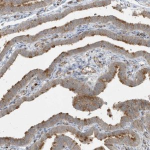 Anti-IFT57 antibody produced in rabbit 