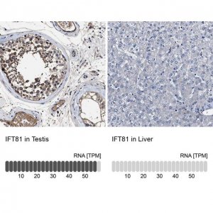 Anti-IFT81 antibody produced in rabbit 