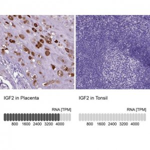 Anti-IGF2 antibody produced in rabbit 
