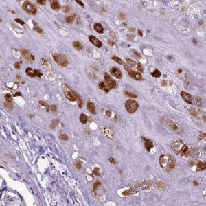 Anti-IGF2 antibody produced in rabbit 