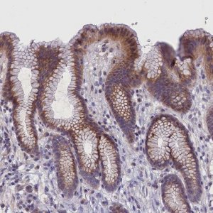 Anti-IGFALS antibody produced in rabbit 