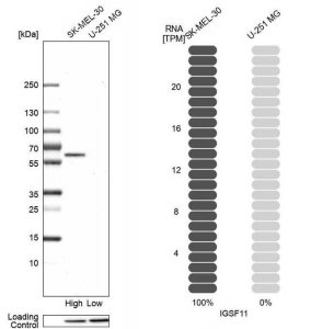 Anti-IGSF11 antibody produced in rabbit HPA046377-100UL