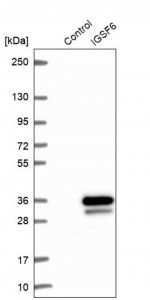 Anti-IGSF6 antibody produced in rabbit 