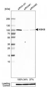 Anti-IKBKB antibody produced in rabbit 