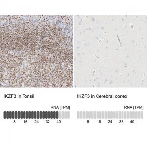 Anti-IKZF3 antibody produced in rabbit 