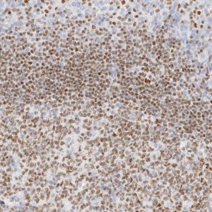 Anti-IKZF3 antibody produced in rabbit 