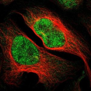 Anti-IKZF5 antibody produced in rabbit 