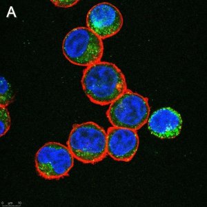 Anti-IL-6 Antibody, clone 3B9 ZooMAb Rabbit Monoclonal 