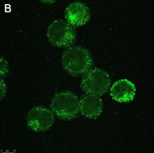 Anti-IL-6 Antibody, clone 3B9 ZooMAb Rabbit Monoclonal 