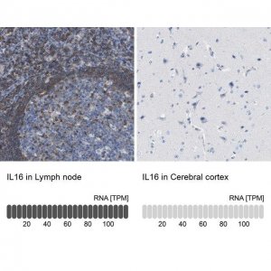 Anti-IL16 antibody produced in rabbit 