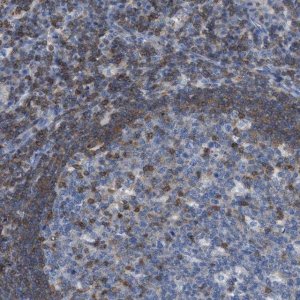Anti-IL16 antibody produced in rabbit 