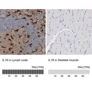 Anti-IL18 antibody produced in rabbit 