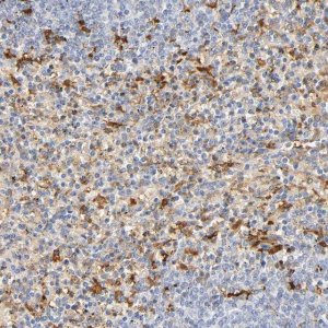 Anti-IL18 antibody produced in rabbit 