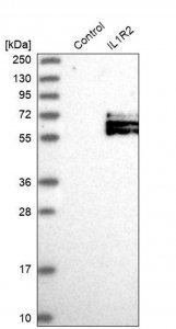 Anti-IL1R2 antibody produced in rabbit 