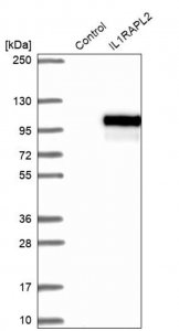 Anti-IL1RAPL2 antibody produced in rabbit 