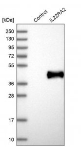 Anti-IL22RA2 antibody produced in rabbit 