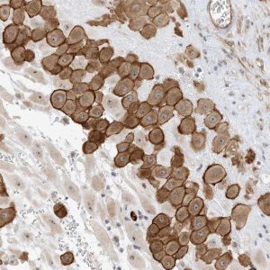 Anti-IL36B antibody produced in rabbit 