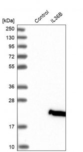 Anti-IL36B antibody produced in rabbit 
