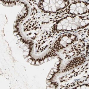 Anti-ILF2 antibody produced in rabbit 