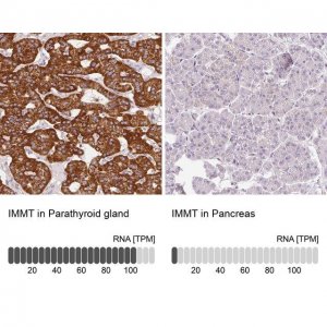 Anti-IMMT antibody produced in rabbit 