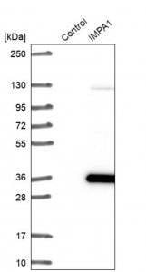 Anti-IMPA1 antibody produced in rabbit 