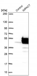 Anti-IMPACT antibody produced in rabbit 