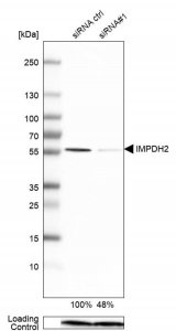 Anti-IMPDH2 antibody produced in rabbit 