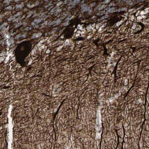 Anti-INA antibody produced in rabbit 