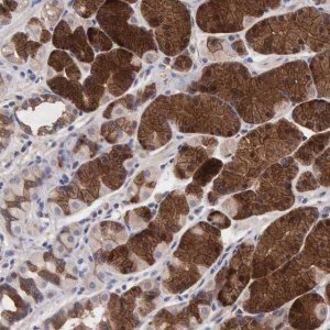 Anti-INF2 antibody produced in rabbit 