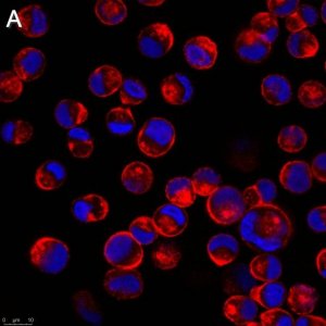 Anti-Influenza A Nucleoprotein Antibody, clone A1 ZooMAb Mouse Monoclonal 