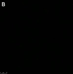 Anti-Influenza A Nucleoprotein Antibody, clone A1 ZooMAb Mouse Monoclonal 