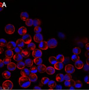 Anti-Influenza A Nucleoprotein Antibody, clone A3 ZooMAb Mouse Monoclonal 