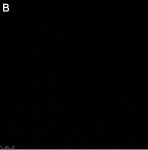Anti-Influenza A Nucleoprotein Antibody, clone A3 ZooMAb Mouse Monoclonal 