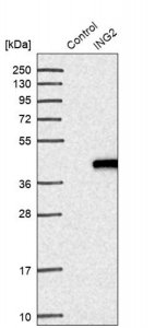Anti-ING2 antibody produced in rabbit 