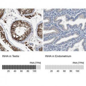 Anti-INHA antibody produced in rabbit 