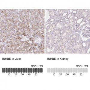 Anti-INHBE antibody produced in rabbit 
