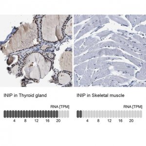 Anti-INIP antibody produced in rabbit 
