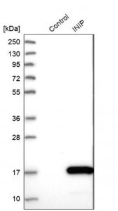 Anti-INIP antibody produced in rabbit 