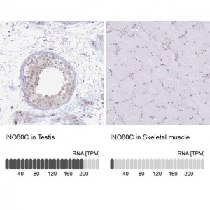 Anti-INO80C antibody produced in rabbit 