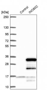 Anti-INO80C antibody produced in rabbit 