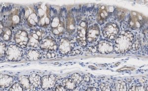 Anti-iNOS (NOSII) Antibody, clone 2G17 ZooMAb Rabbit Monoclonal 