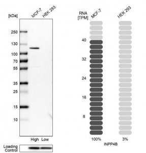 Anti-INPP4B antibody produced in rabbit 