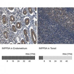 Anti-INPP5A antibody produced in rabbit HPA012285-100UL