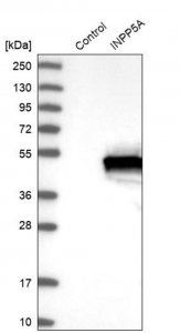 Anti-INPP5A antibody produced in rabbit HPA012285-100UL
