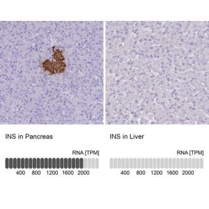 Anti-INS antibody produced in rabbit 