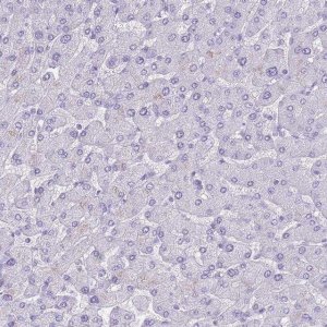 Anti-INS antibody produced in rabbit 