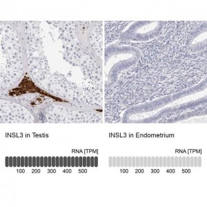 Anti-INSL3 antibody produced in rabbit 
