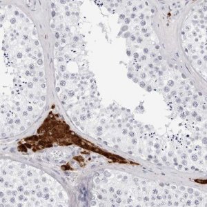 Anti-INSL3 antibody produced in rabbit 