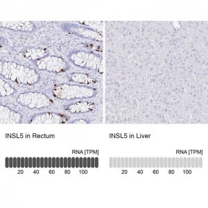 Anti-INSL5 antibody produced in rabbit 