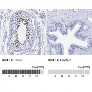Anti-INSL6 antibody produced in rabbit 